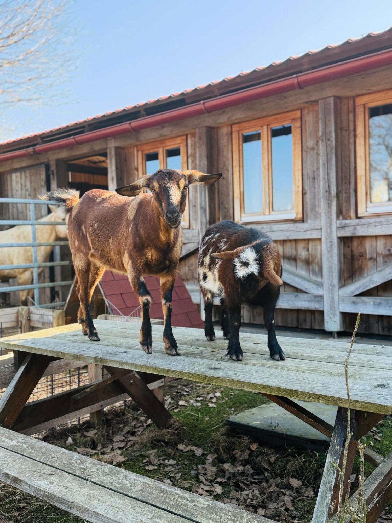 Ubytování na Ranči pod Lovošem Velemin Exteriér fotografie